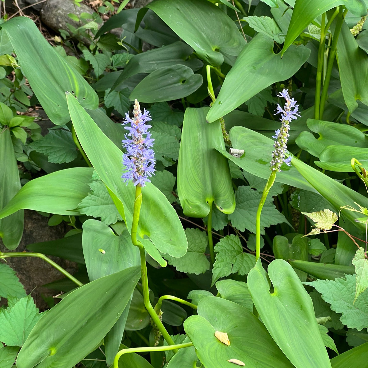 Pontederia cordata (Pickerelweed)