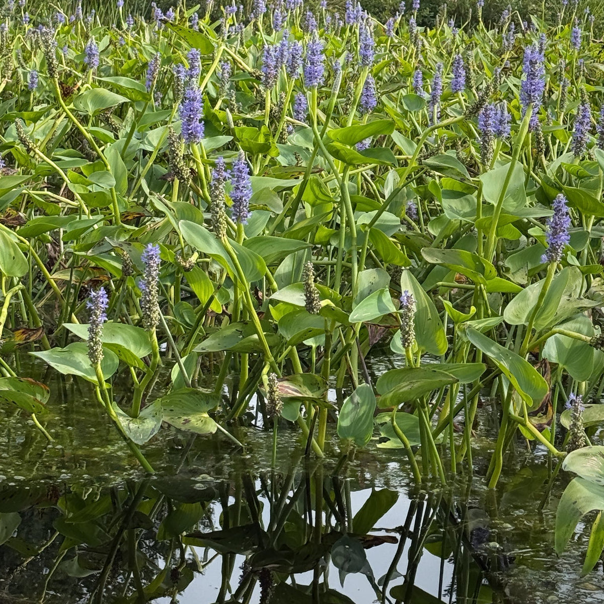 Pontederia cordata (Pickerelweed)
