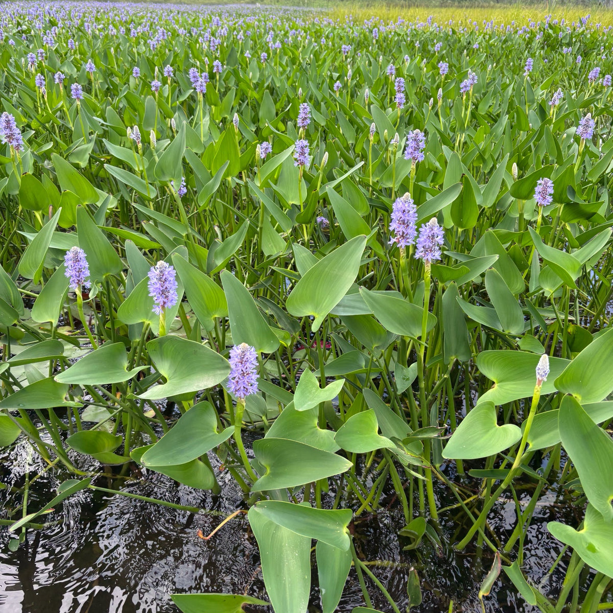 Pontederia cordata (Pickerelweed)