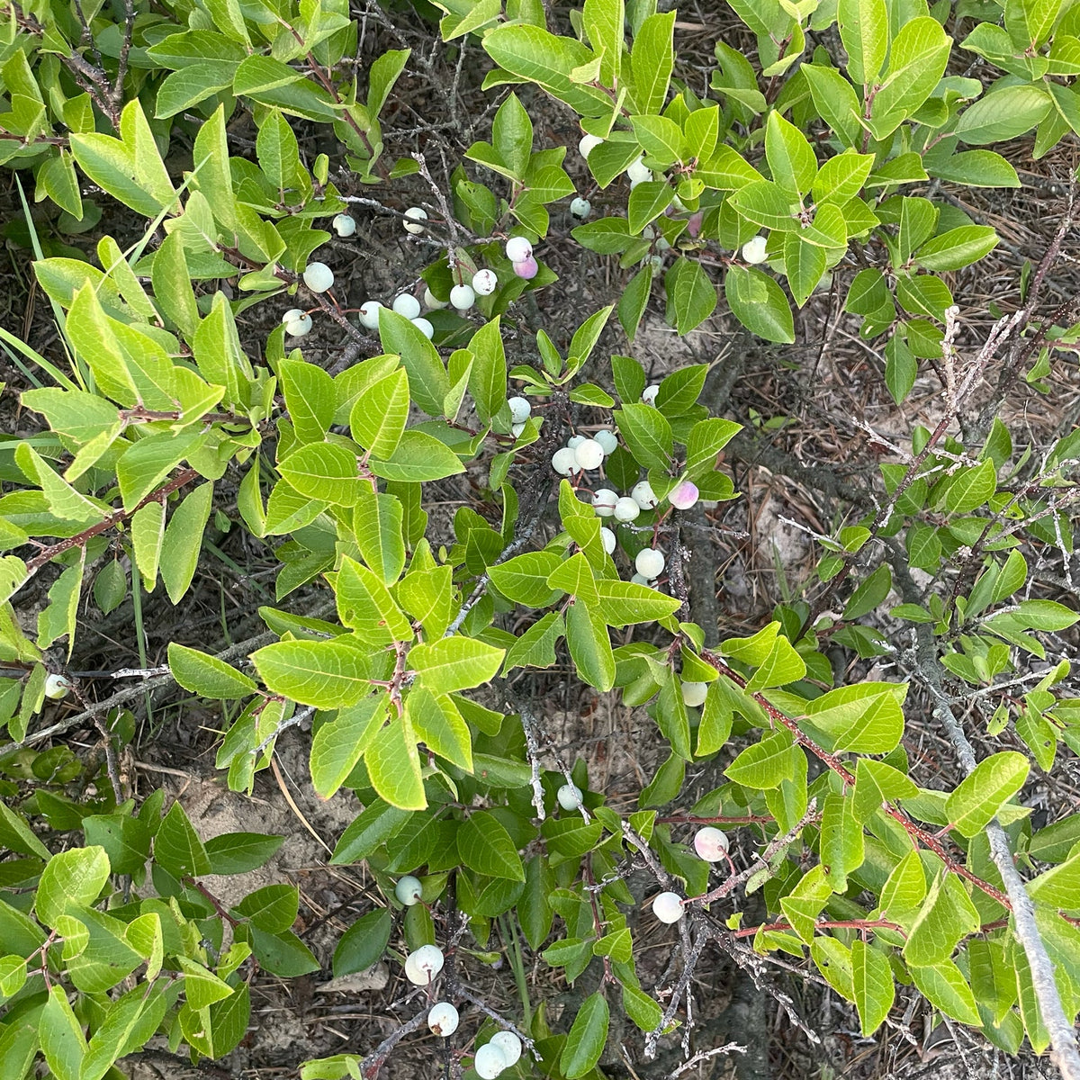 Prunus maritima (Beach Plum)