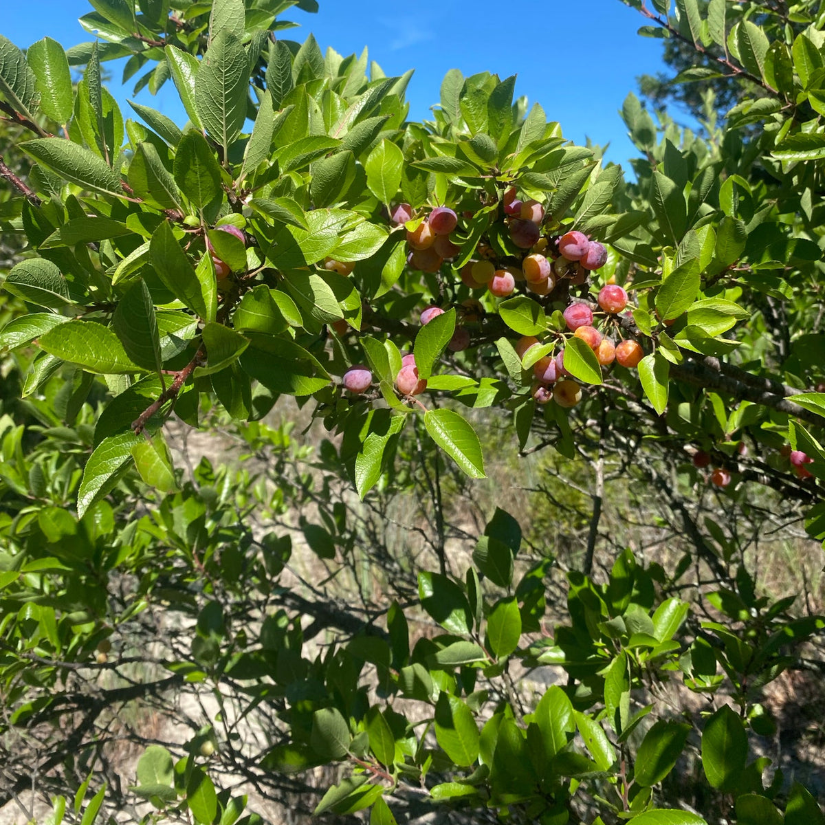 Prunus maritima (Beach Plum)
