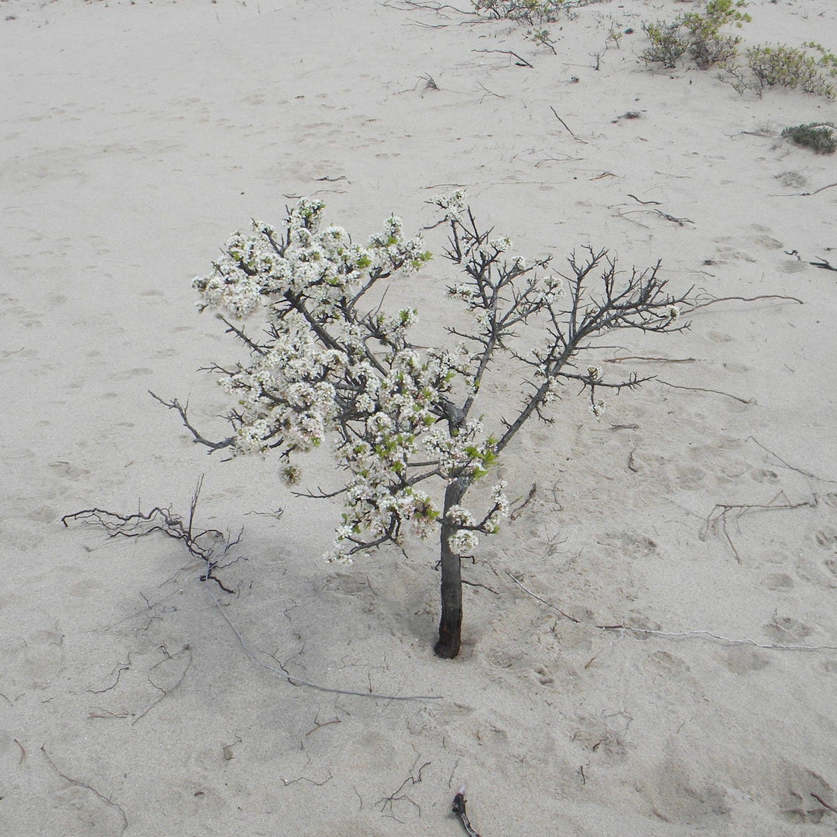Prunus maritima (Beach Plum)