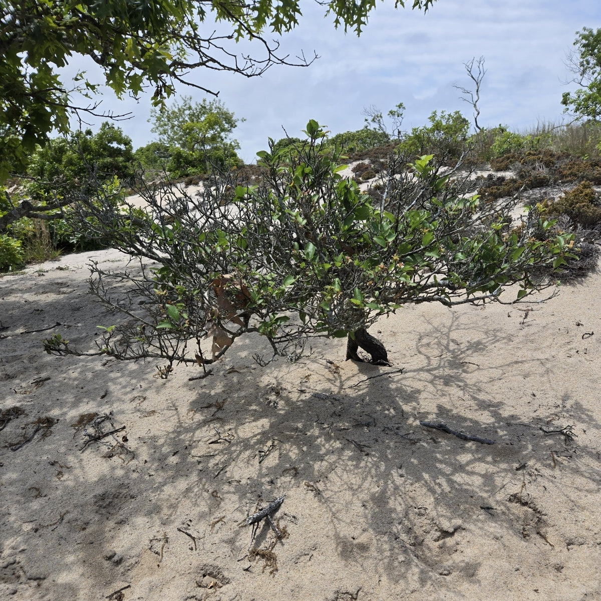 Prunus maritima (Beach Plum)