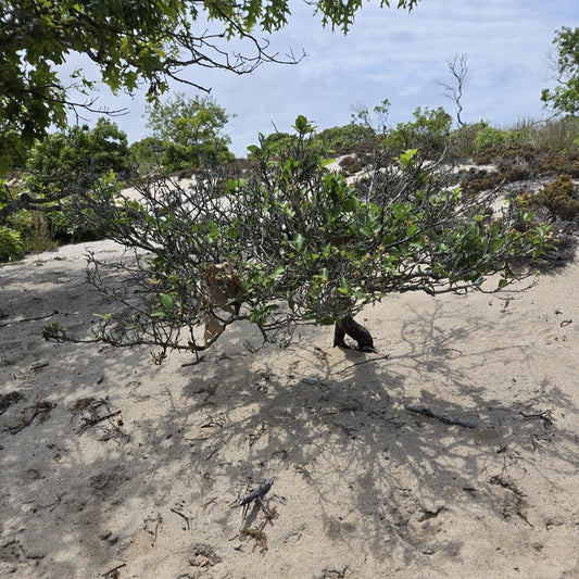 Prunus maritima (Beach Plum)