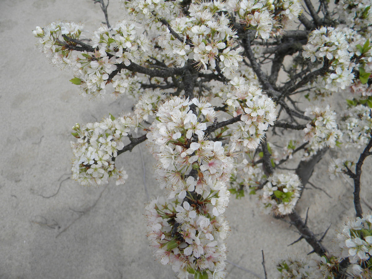 Prunus maritima (Beach Plum)