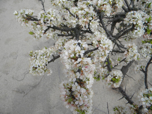 Prunus maritima (Beach Plum)
