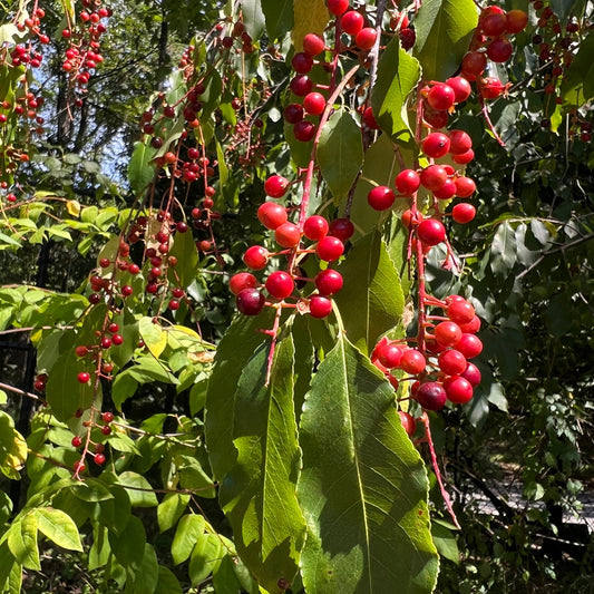 Prunus serotina (Black Cherry)