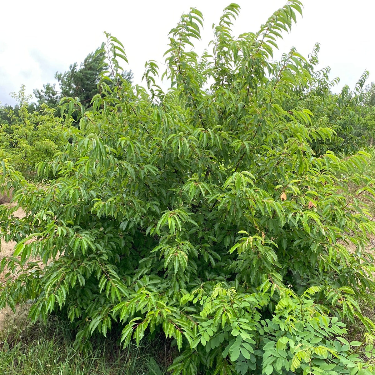 Prunus serotina (Black Cherry)