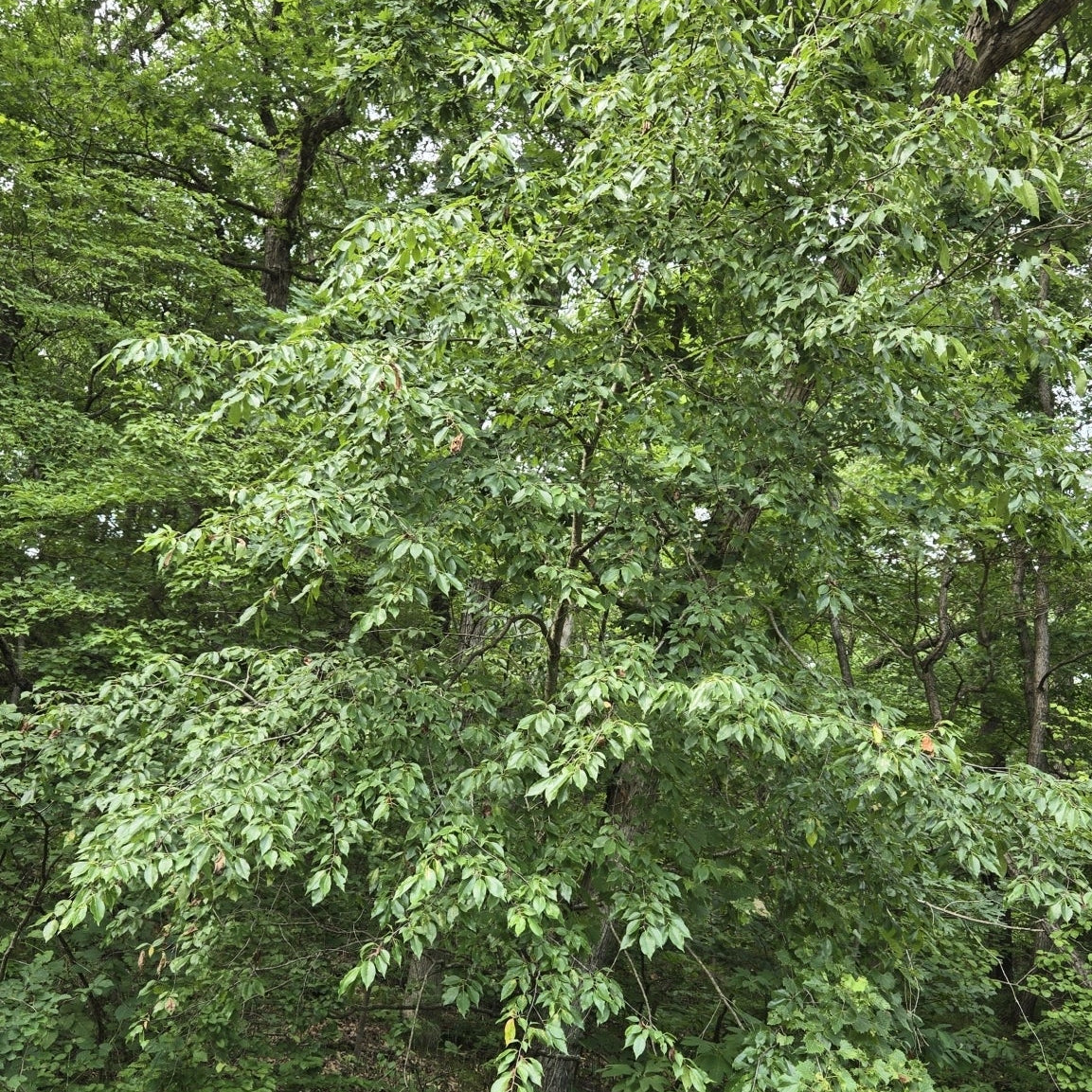 Prunus serotina (Black Cherry)