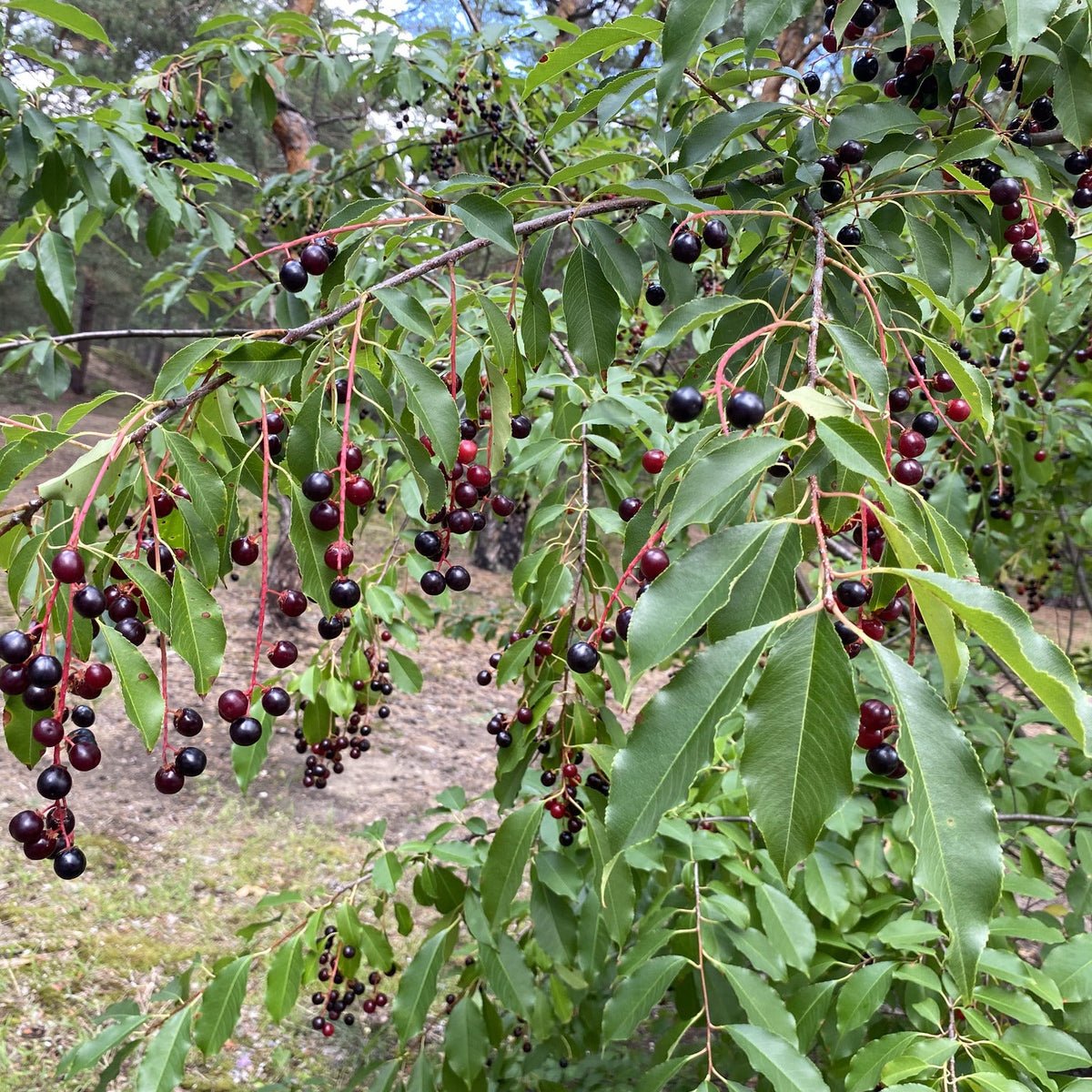 Prunus serotina (Black Cherry)