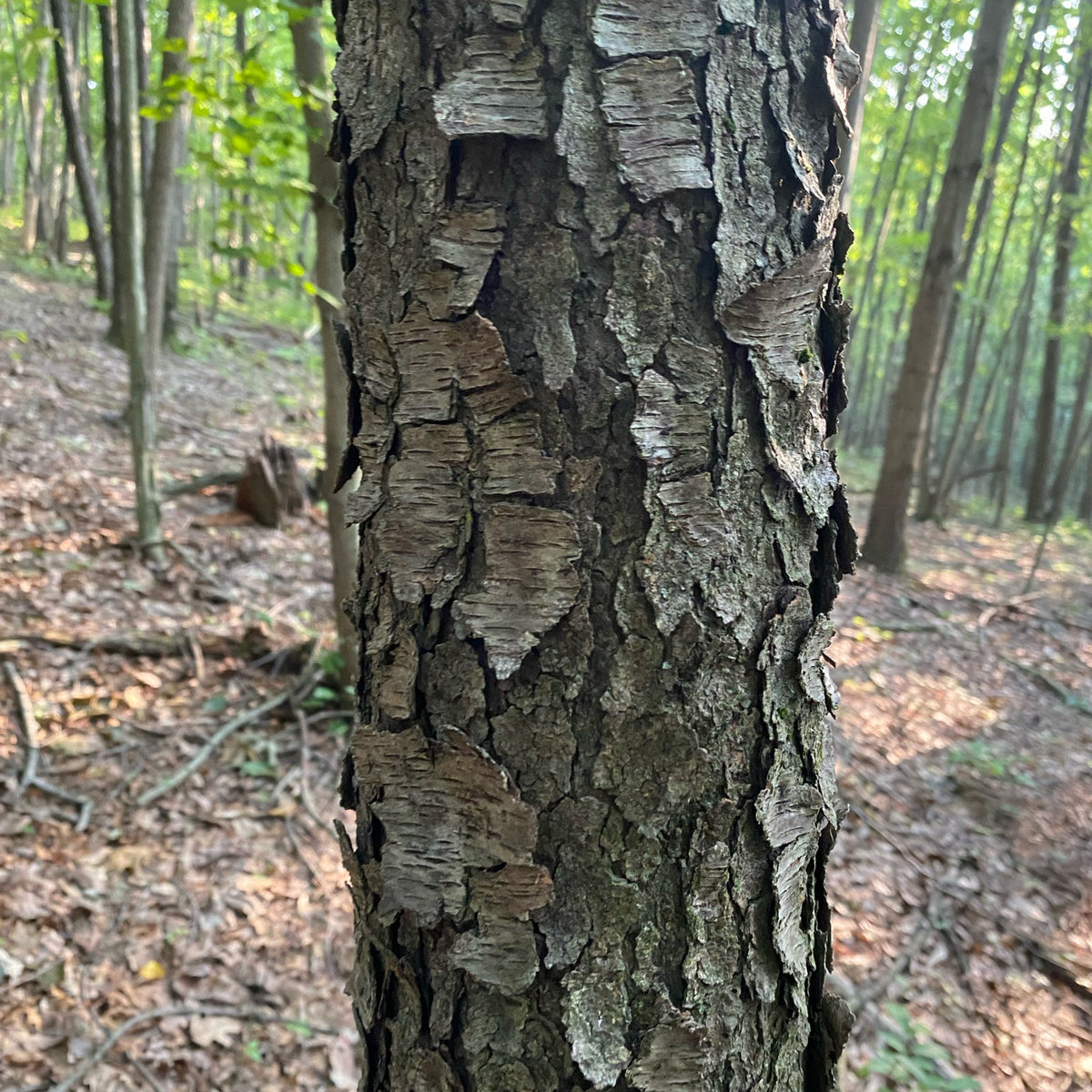 Prunus serotina (Black Cherry)