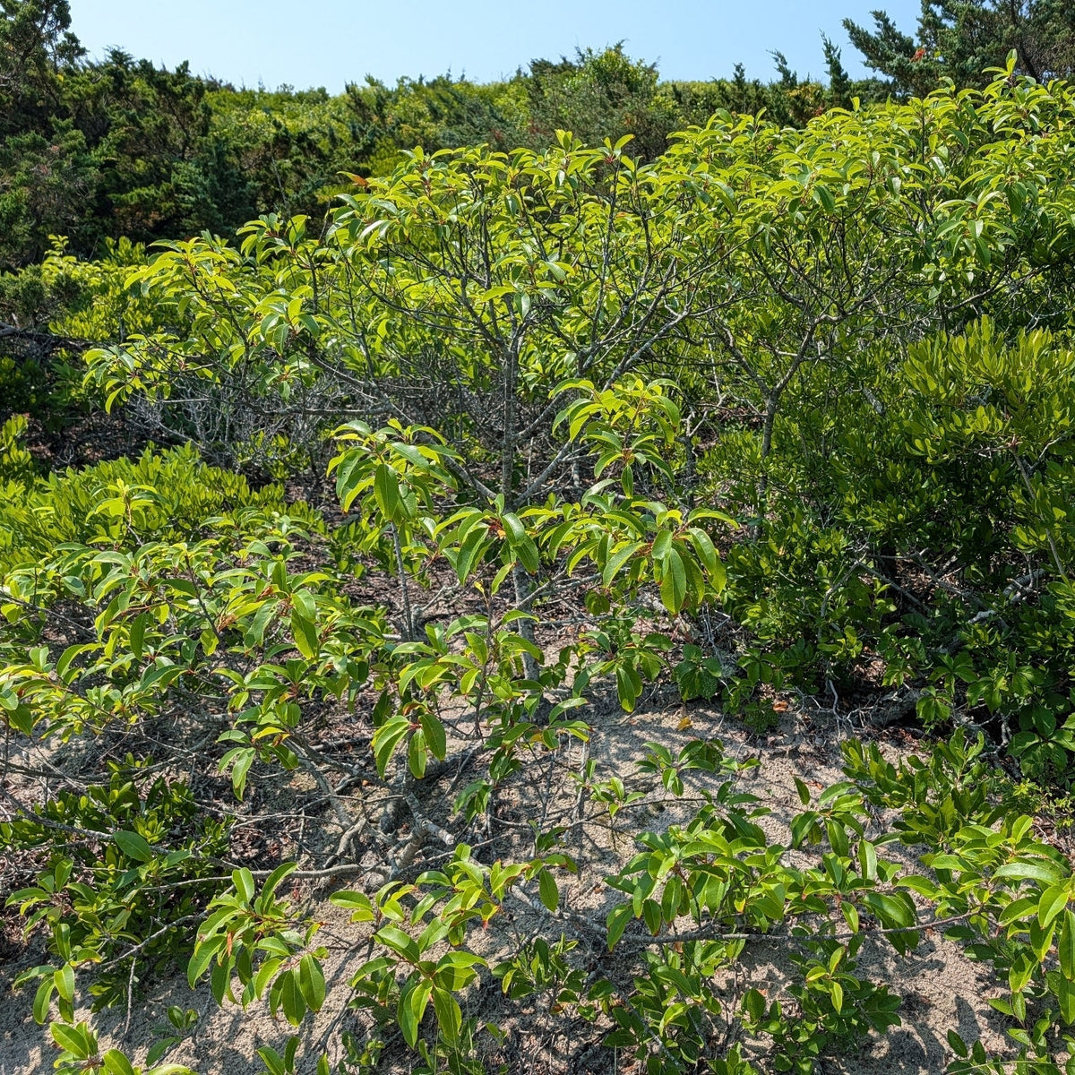 Prunus serotina (Black Cherry)