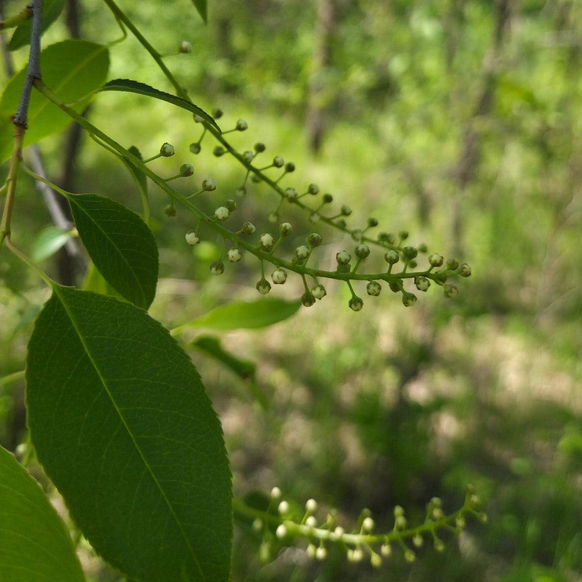 Prunus serotina (Black Cherry)