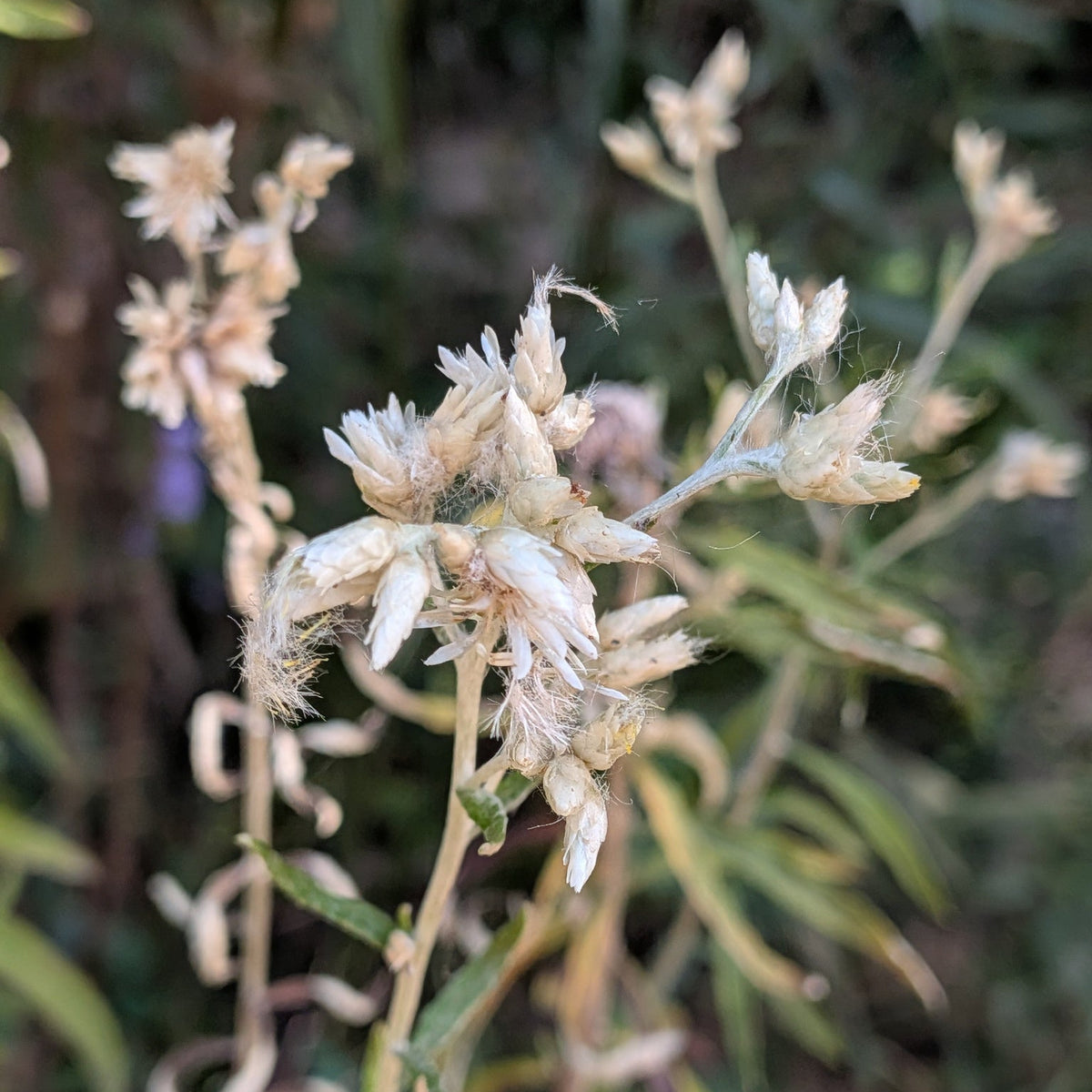Pseudognaphalium obtusifolium (Rabbit Tobacco)