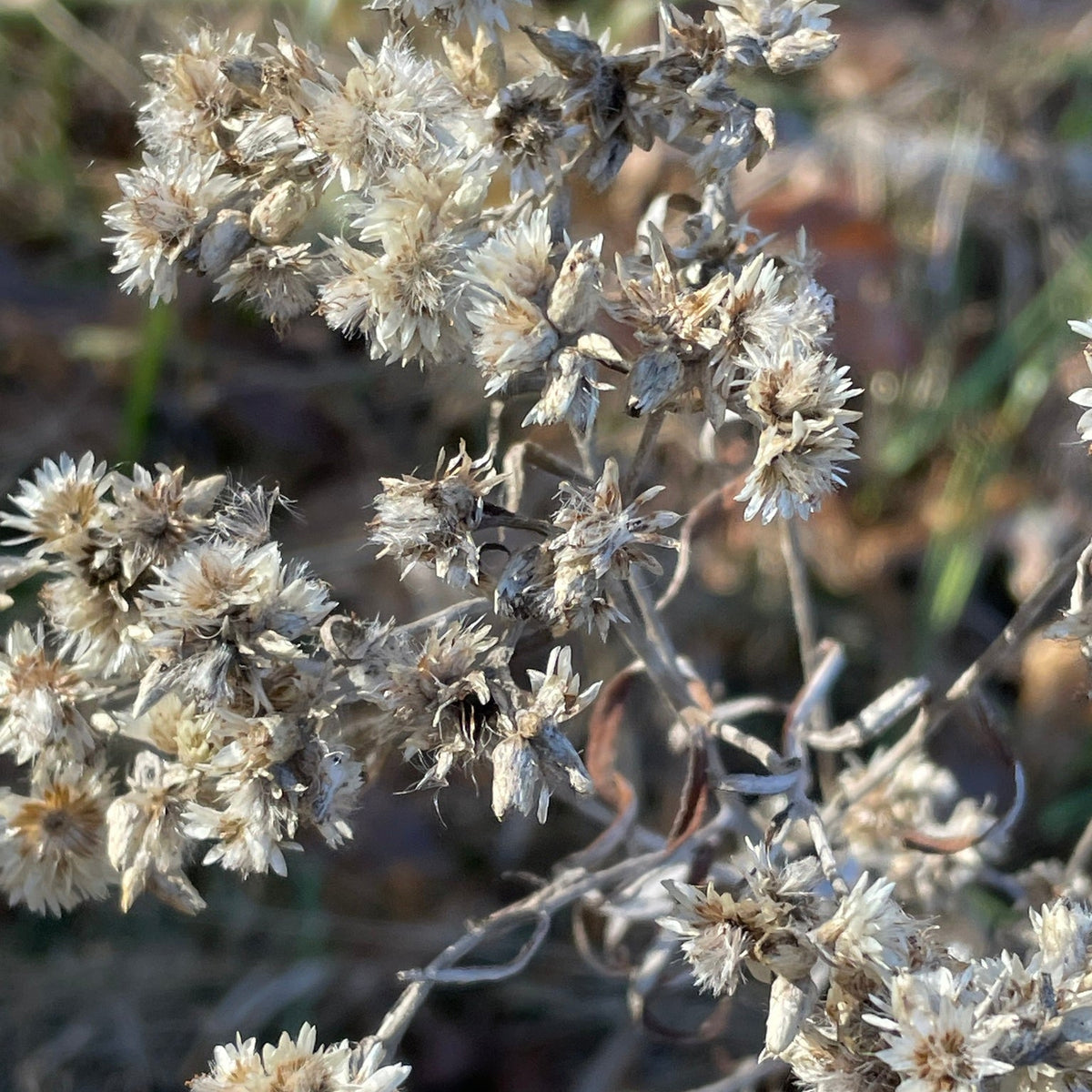 Pseudognaphalium obtusifolium (Rabbit Tobacco)