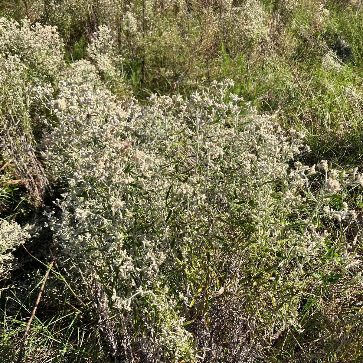 Pseudognaphalium obtusifolium (Rabbit Tobacco)