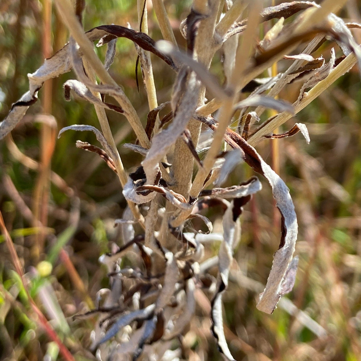 Pseudognaphalium obtusifolium (Rabbit Tobacco)