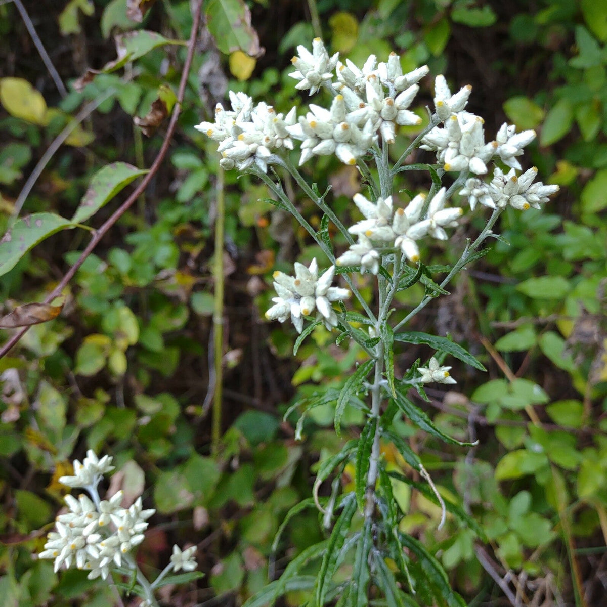Pseudognaphalium obtusifolium (Rabbit Tobacco)