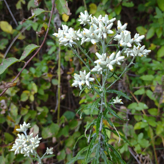 Pseudognaphalium obtusifolium (Rabbit Tobacco)