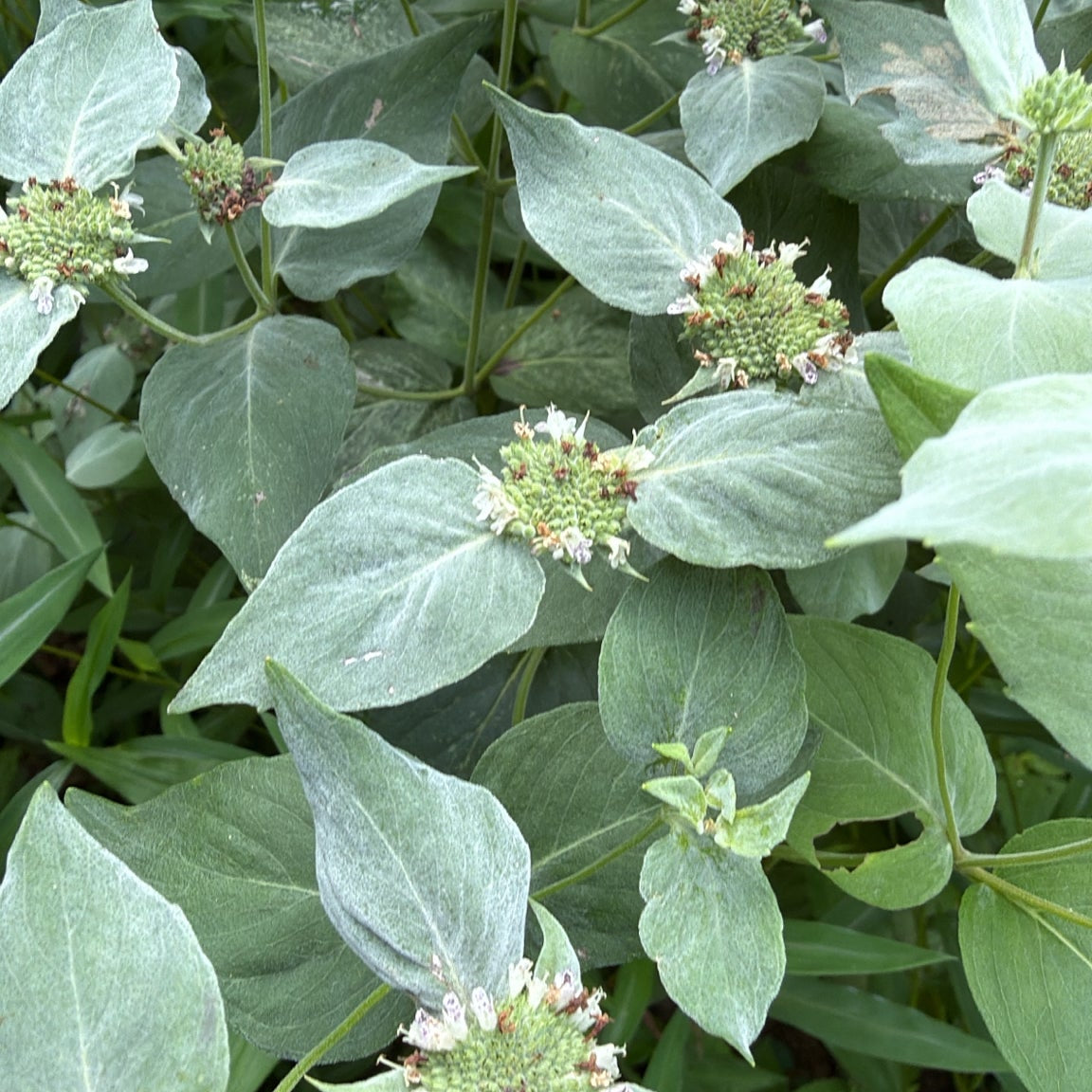 Pycnanthemum muticum (Broad-Leaved Mountain-Mint)