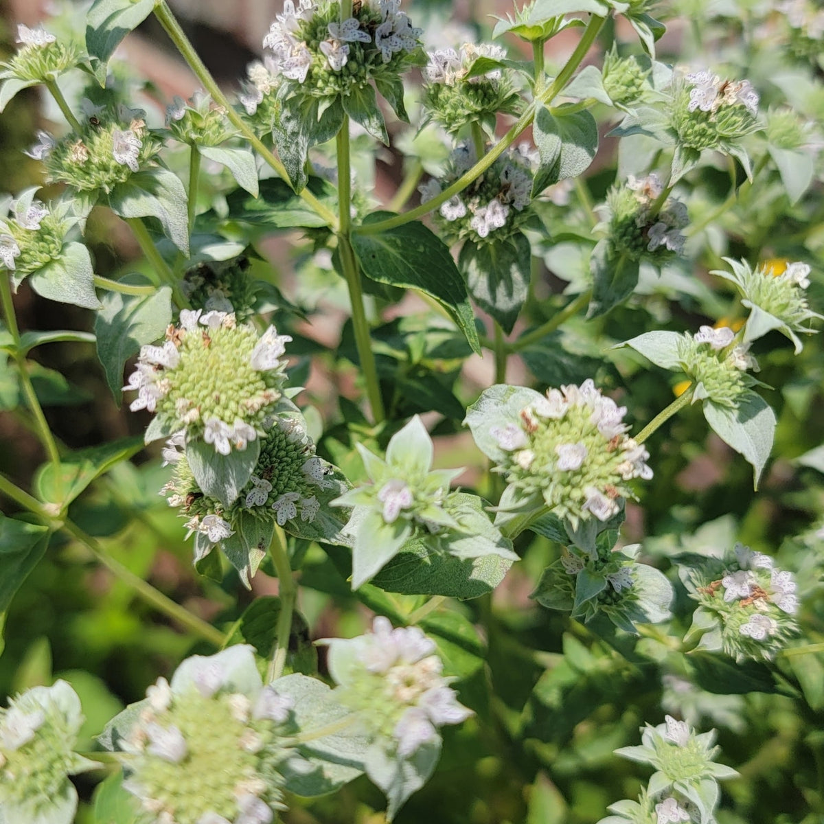 Pycnanthemum muticum (Broad-Leaved Mountain-Mint)