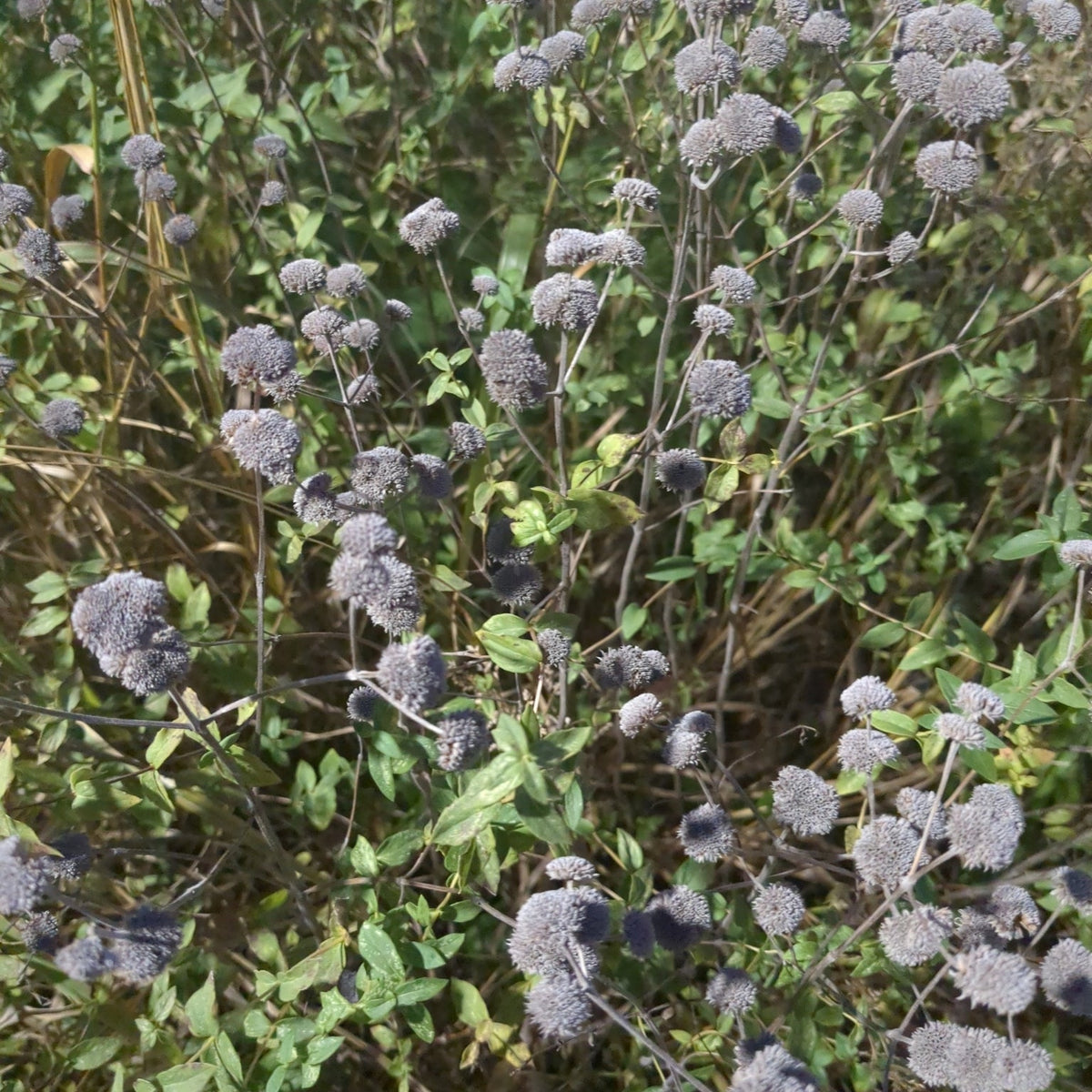 Pycnanthemum muticum (Broad-Leaved Mountain-Mint)