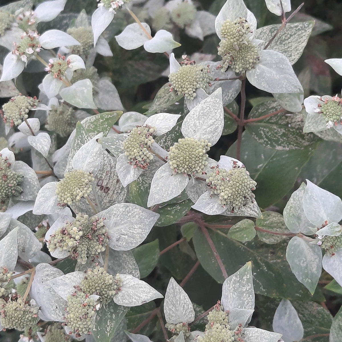 Pycnanthemum muticum (Broad-Leaved Mountain-Mint)