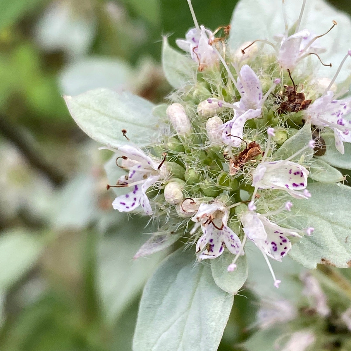 Pycnanthemum muticum (Broad-Leaved Mountain-Mint)