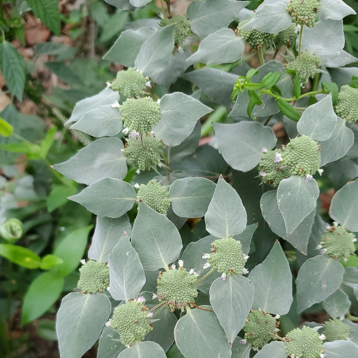 Pycnanthemum muticum (Broad-Leaved Mountain-Mint)