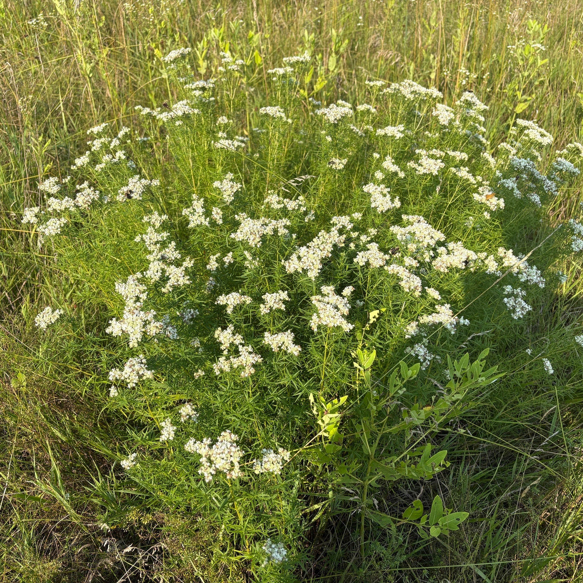 Pycnanthemum tenuifolium (Slender Mountain Mint)
