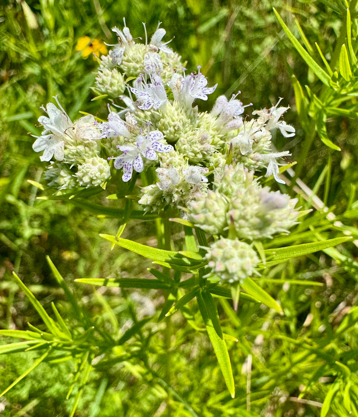 Pycnanthemum tenuifolium (Slender Mountain Mint)
