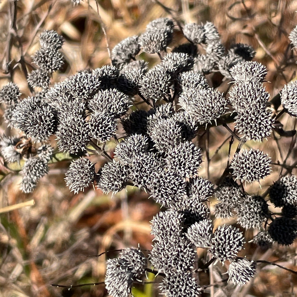 Pycnanthemum tenuifolium (Slender Mountain Mint)