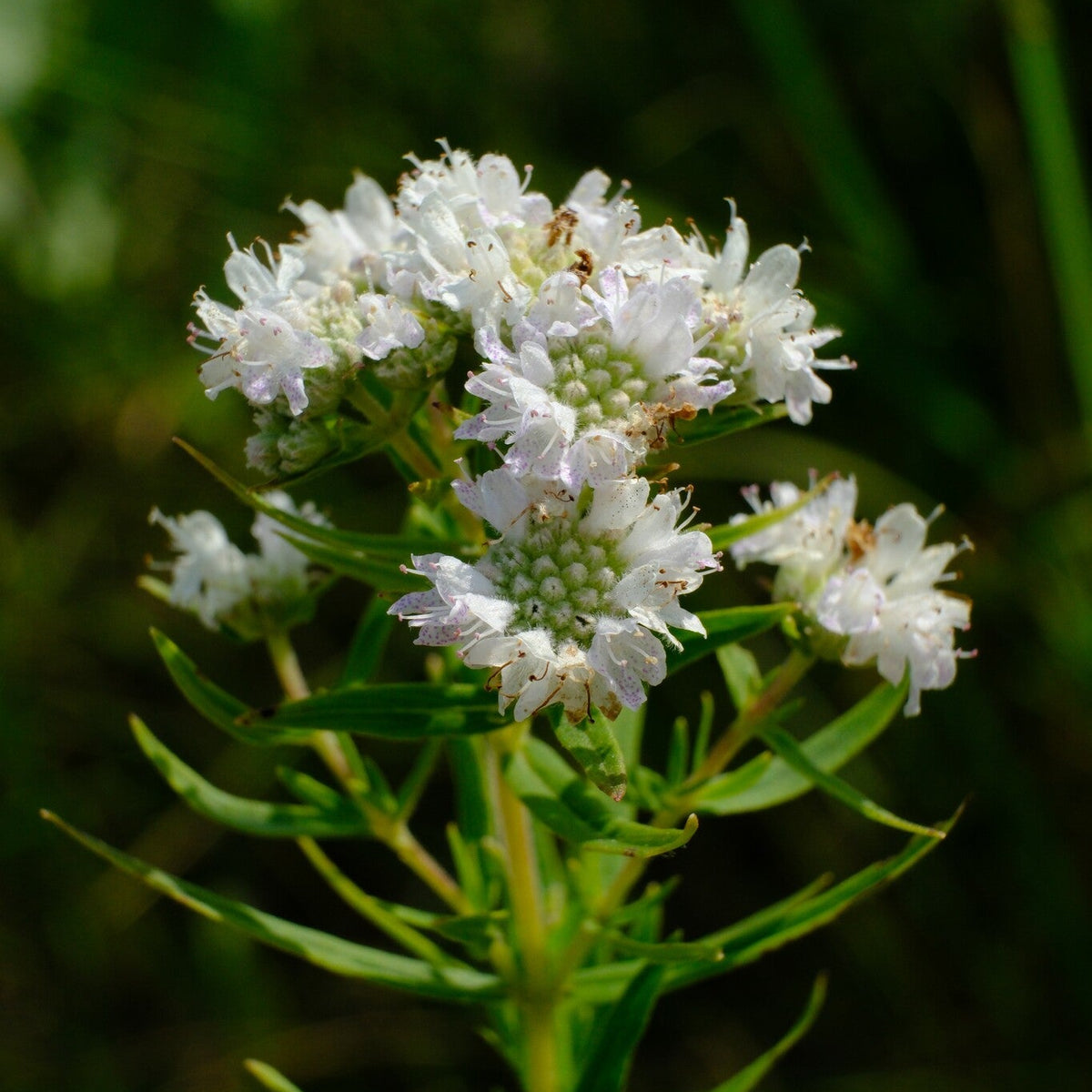 Pycnanthemum virginianum (Virginia Mountain Mint)
