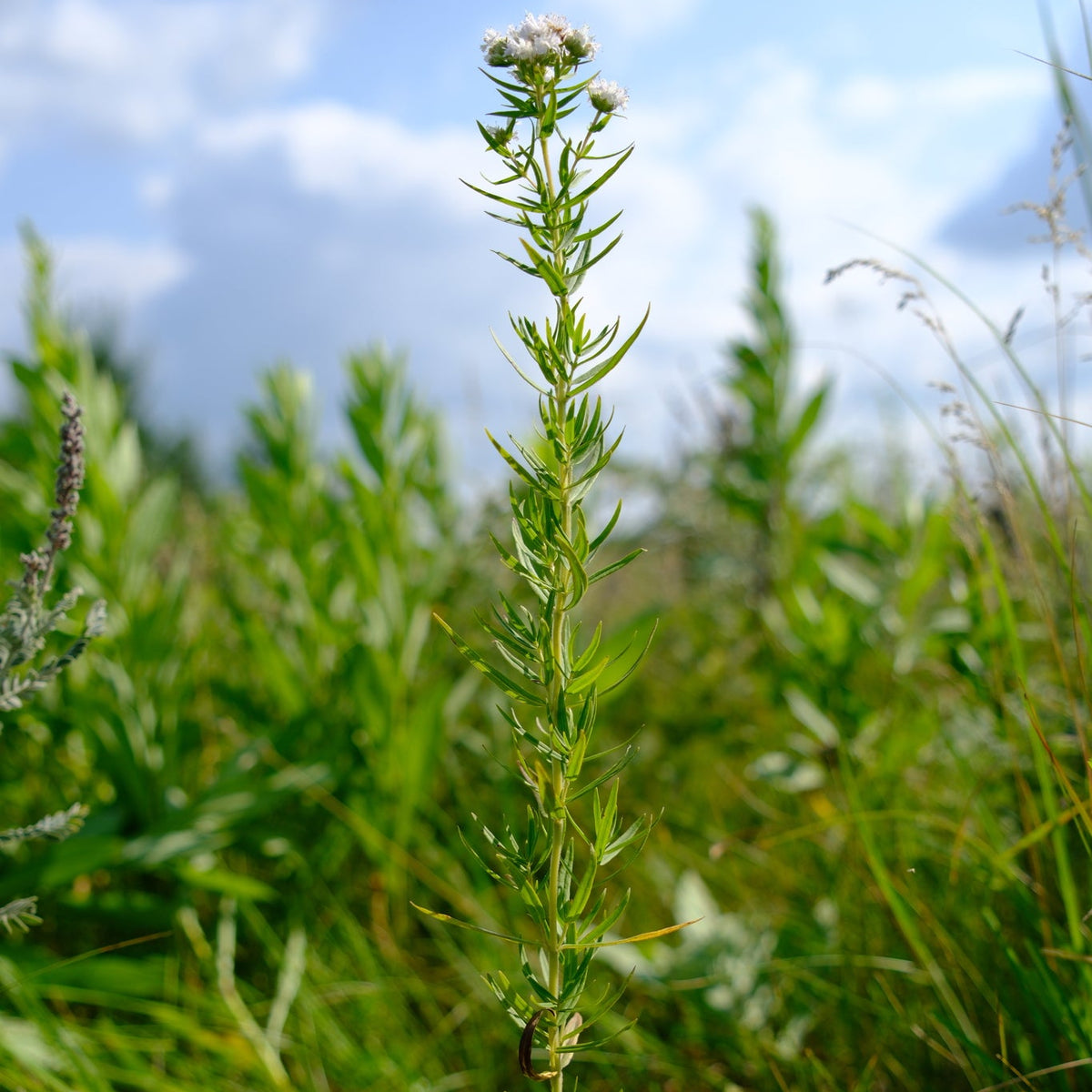 Pycnanthemum virginianum (Virginia Mountain Mint)