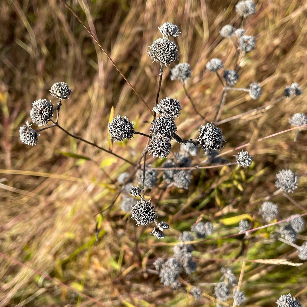 Pycnanthemum virginianum (Virginia Mountain Mint)