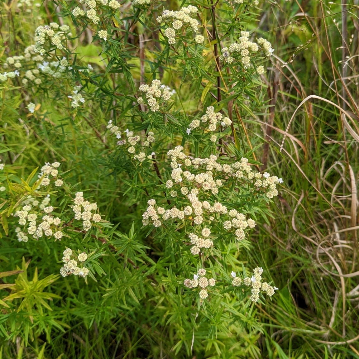 Pycnanthemum virginianum (Virginia Mountain Mint)