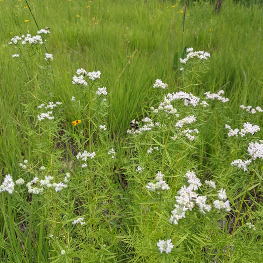 Pycnanthemum virginianum (Virginia Mountain Mint)