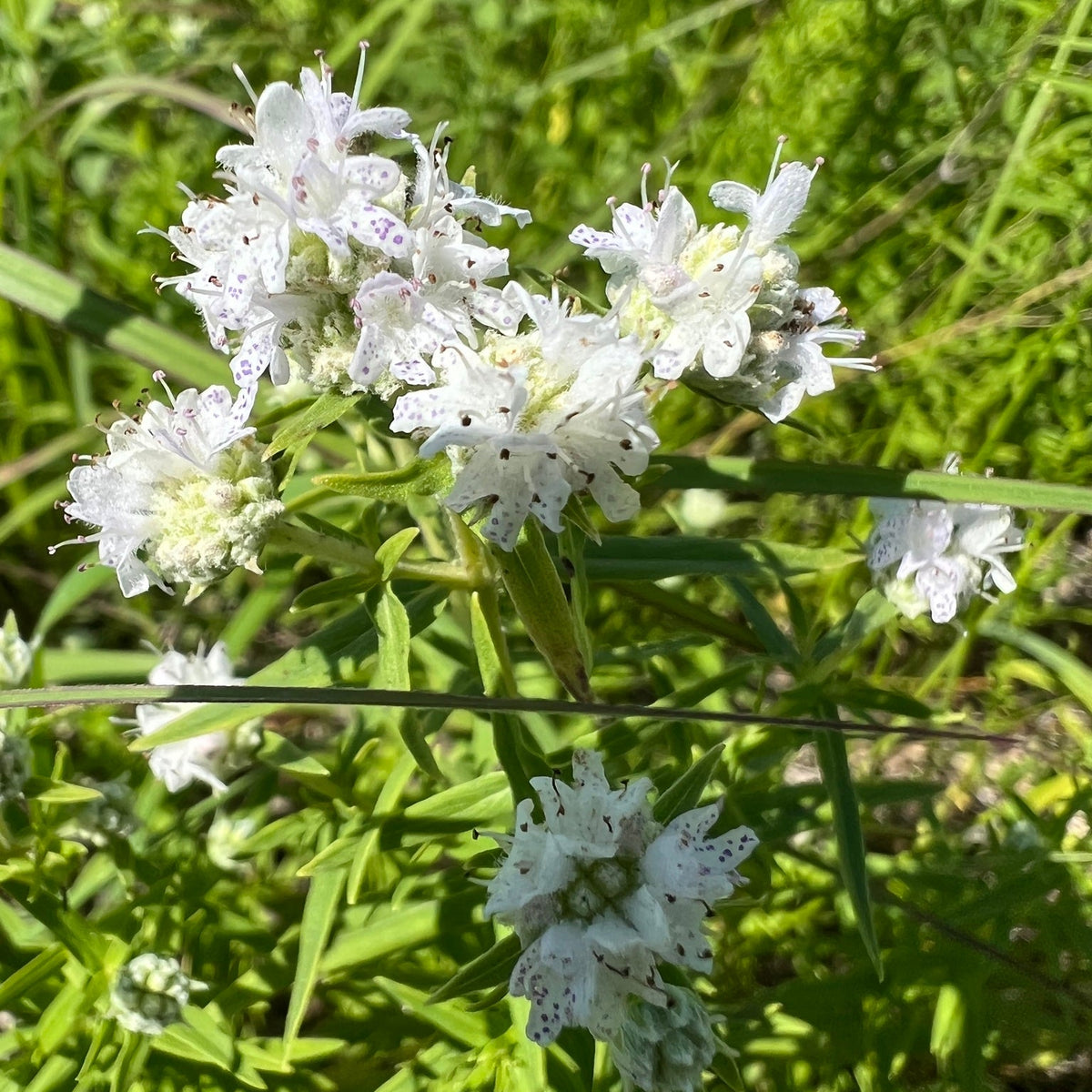 Pycnanthemum virginianum (Virginia Mountain Mint)