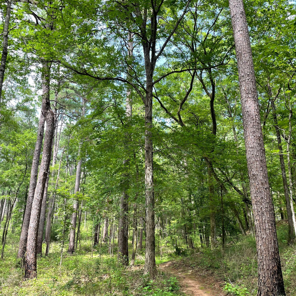 Quercus alba (White Oak)