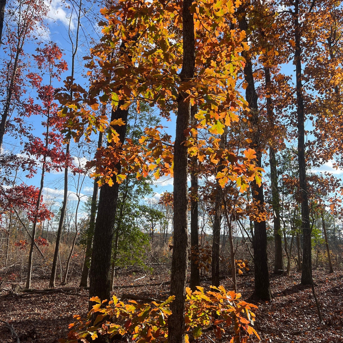 Quercus alba (White Oak)