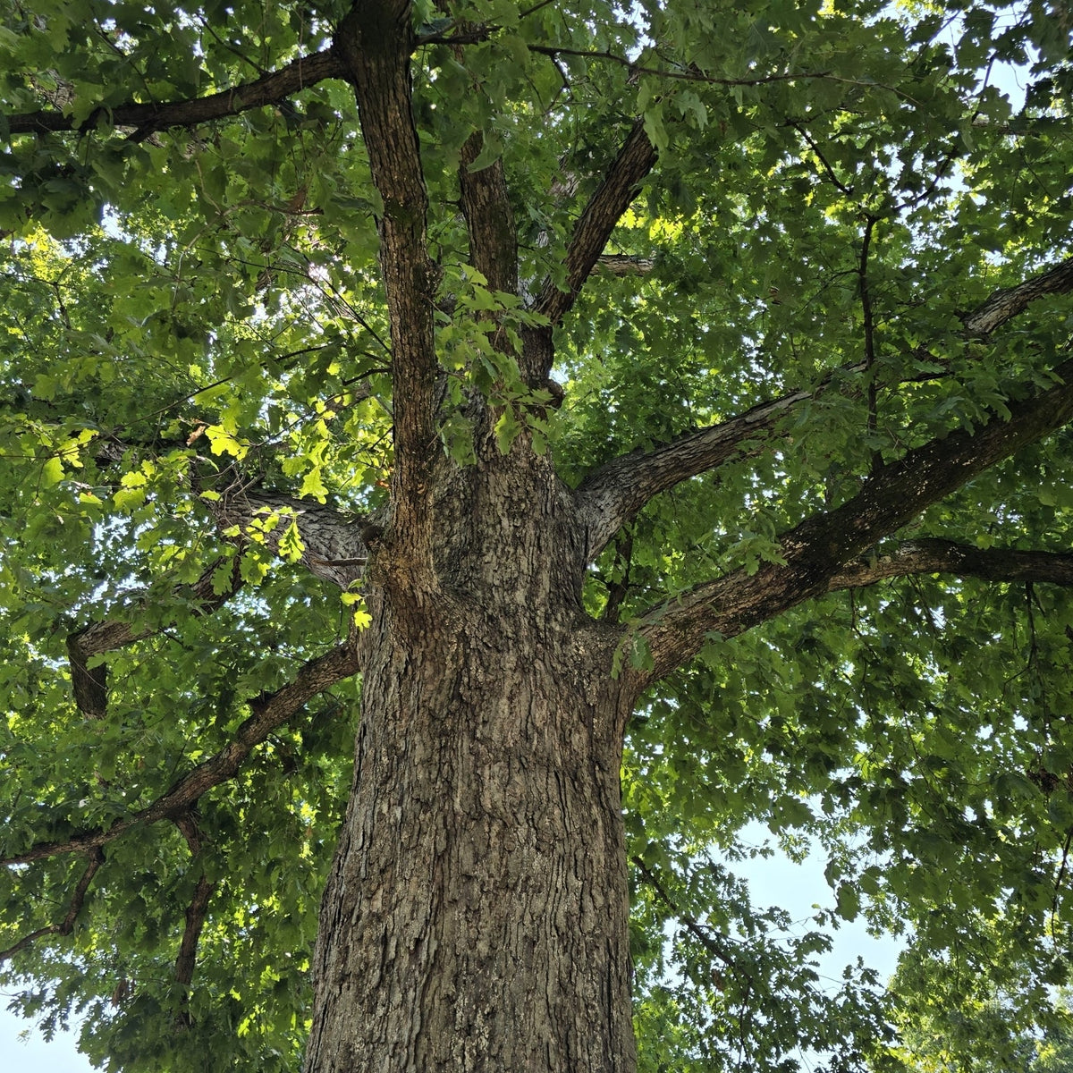 Quercus alba (White Oak)