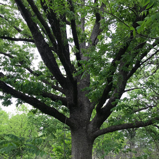 Quercus alba (White Oak)
