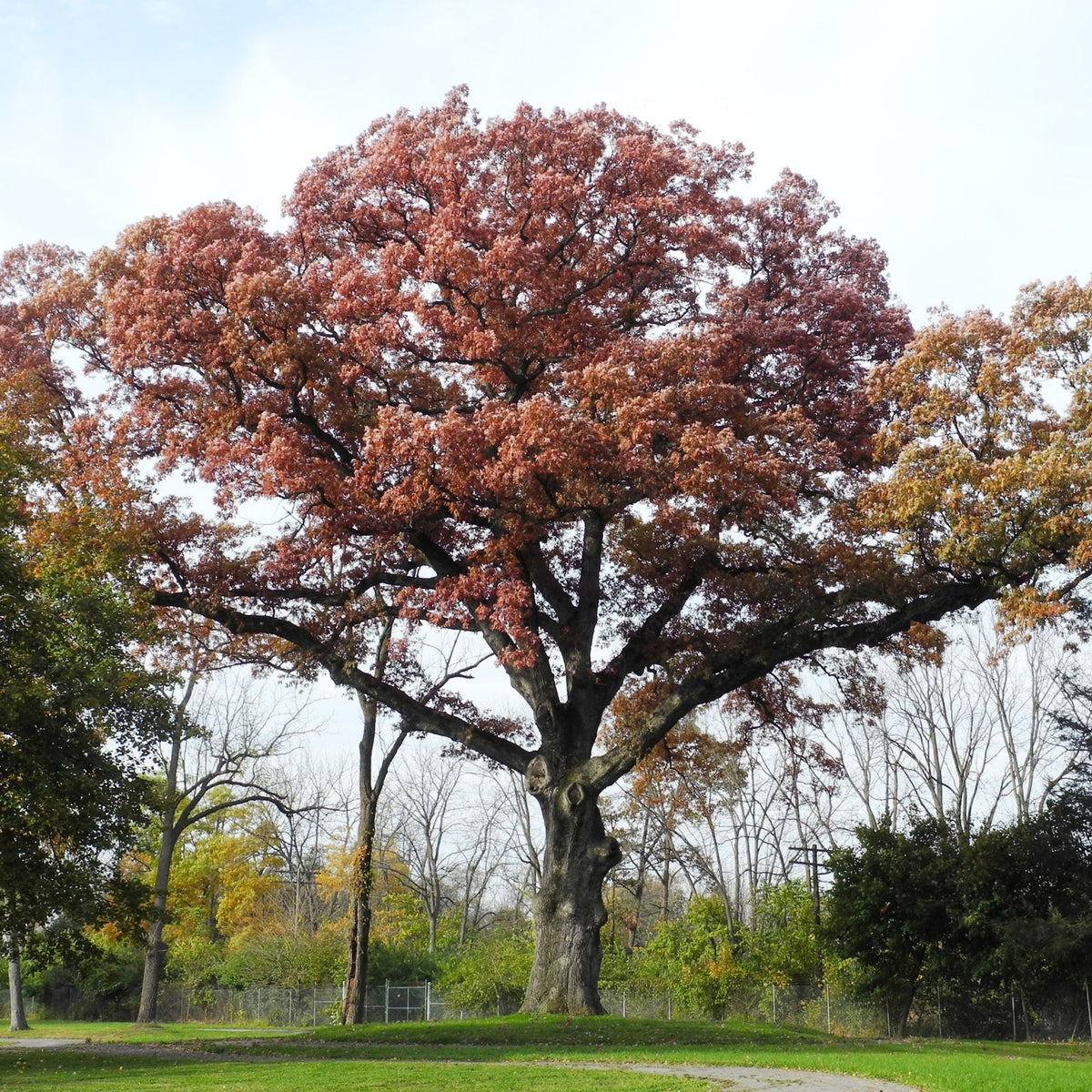 Quercus alba (White Oak)
