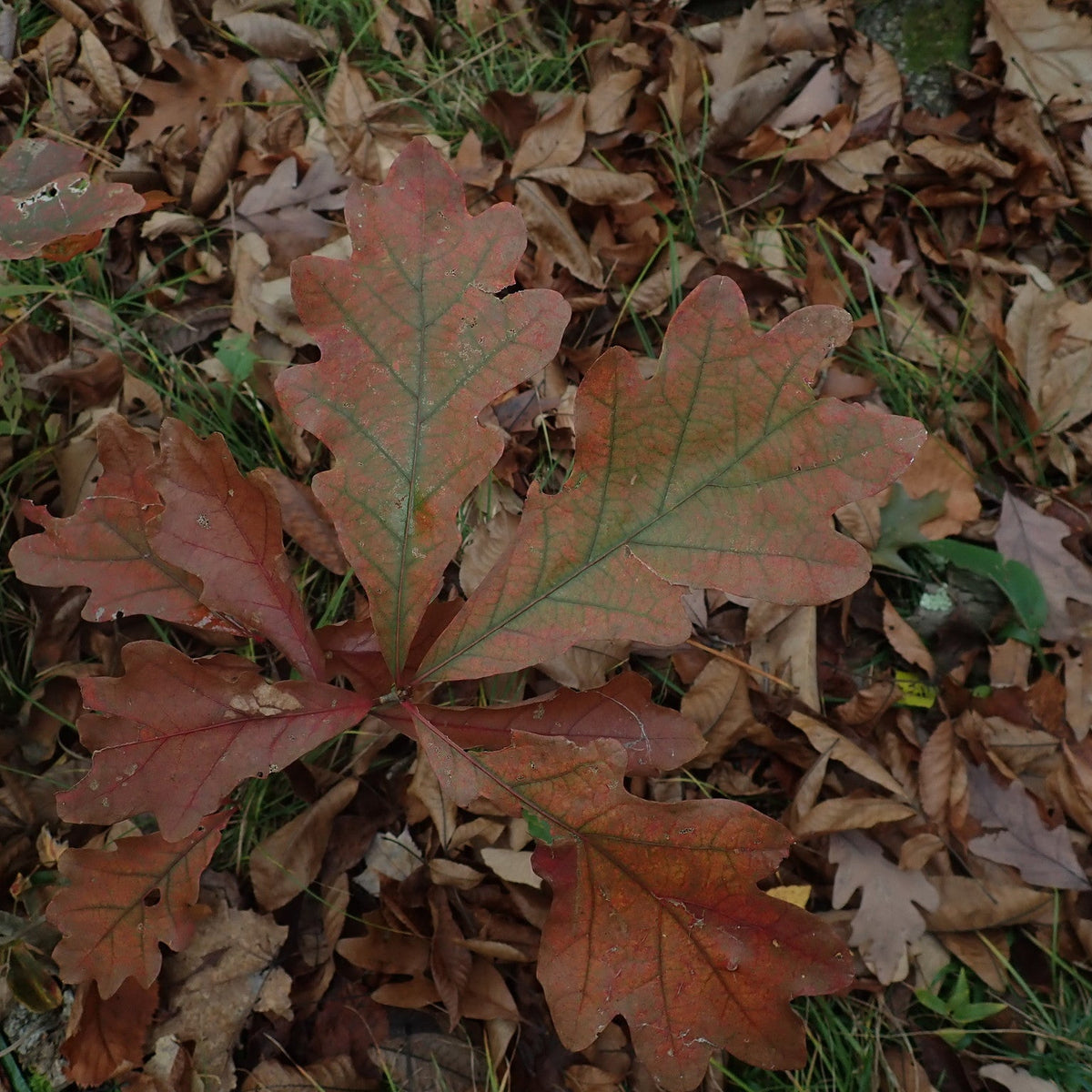 Quercus alba (White Oak)