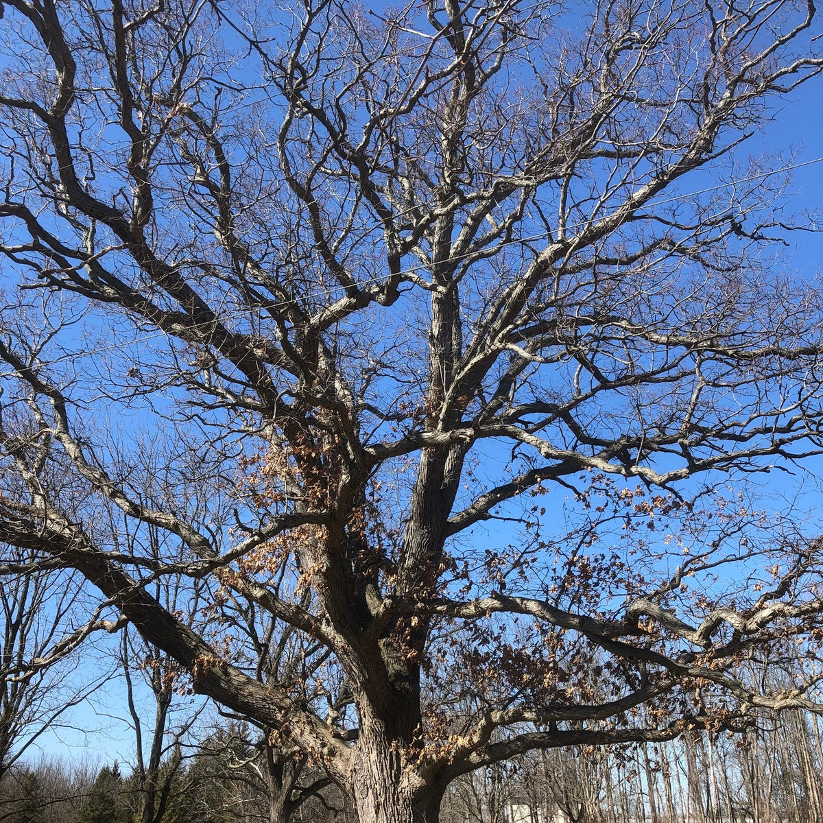 Quercus alba (White Oak)