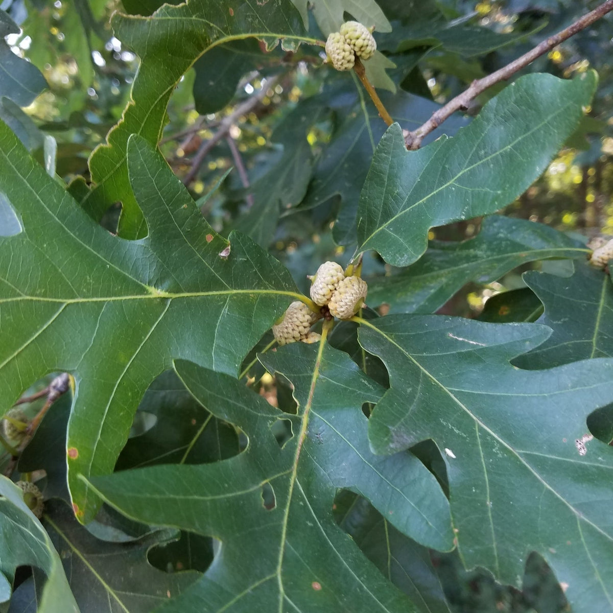 Quercus alba (White Oak)