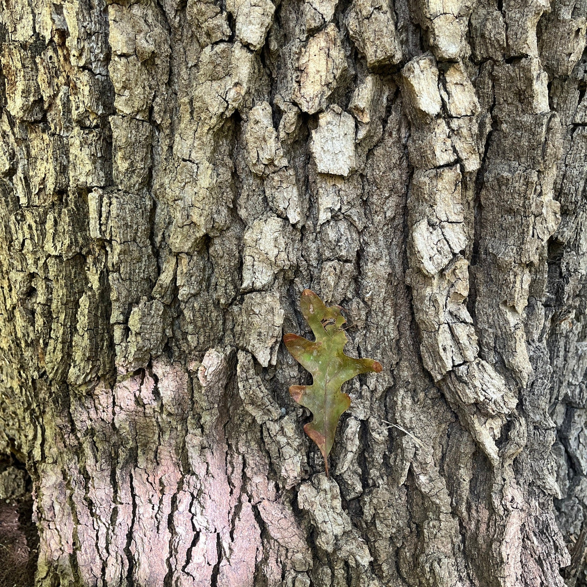 Quercus alba (White Oak)