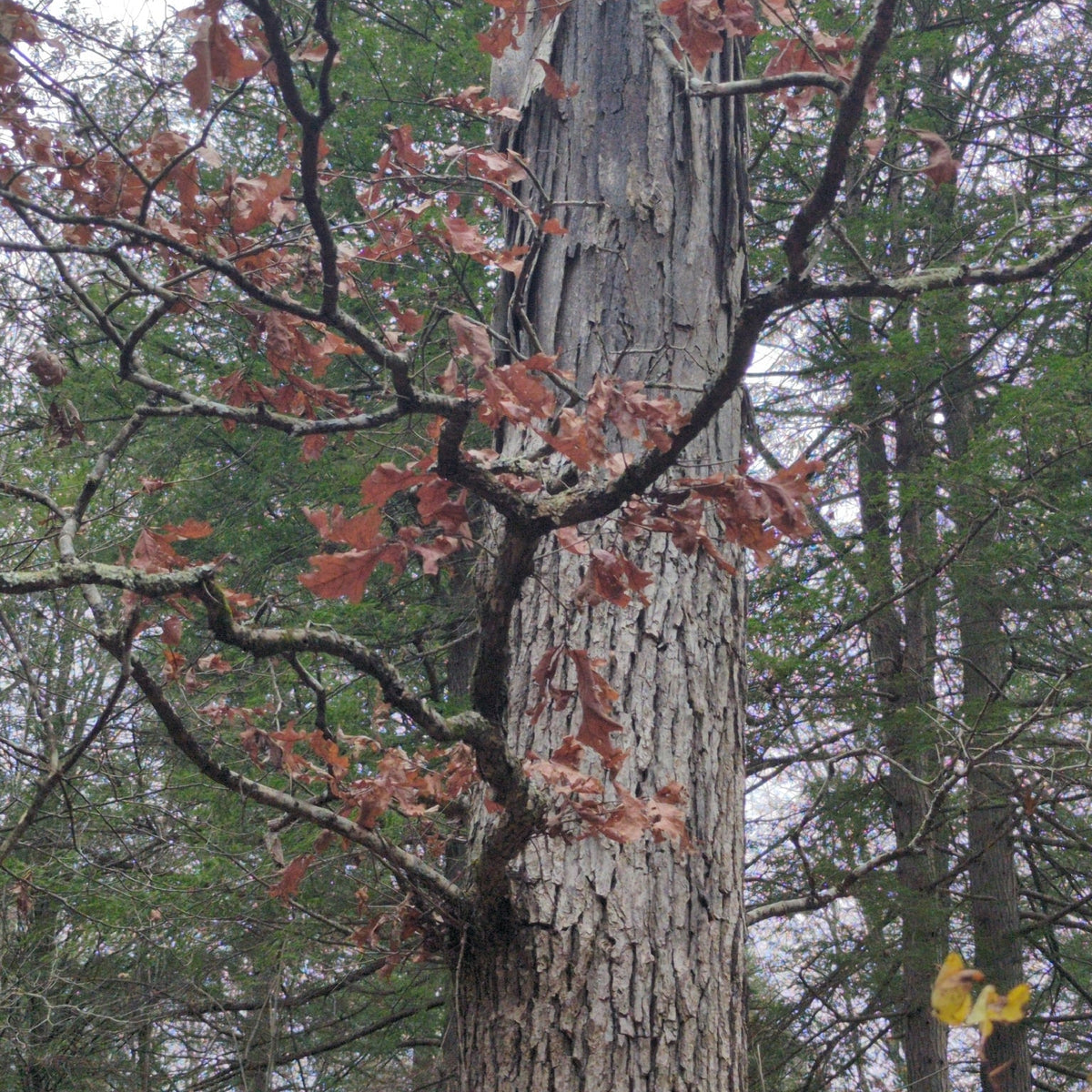 Quercus alba (White Oak)