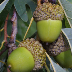 Quercus alba (White Oak)