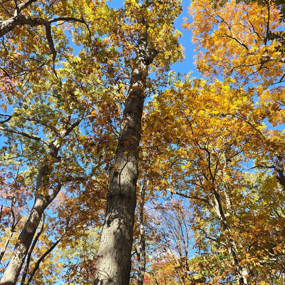 Quercus alba (White Oak)
